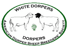 American Dorper Sheep